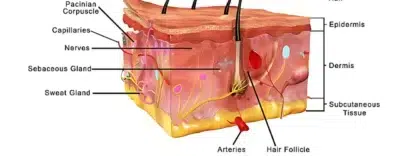 Understanding The Complexities Of Skin Anatomy: An In-Depth Exploration Dermatologist